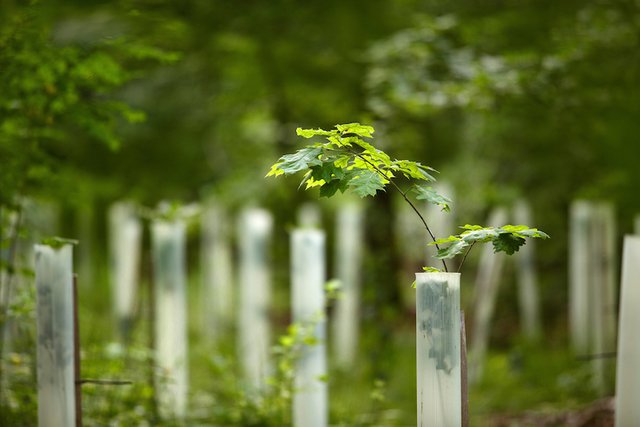 6.5 million trees protected by Tubex solutions, more than 150,000 tree shelters recycled in 2021