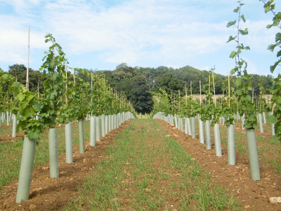 Tubex: Tree shelters augur success for tree-planting initiatives