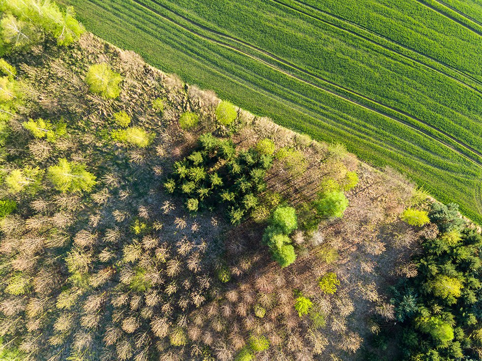 Aerial view of forest and fields.